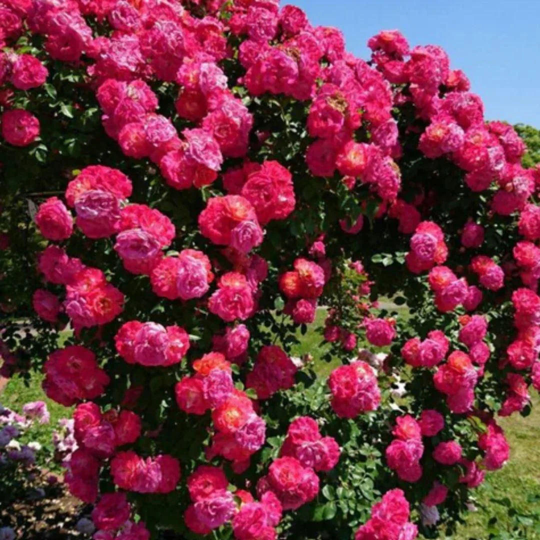 Elegant Climbing Rose Flower Seeds W Ring @499